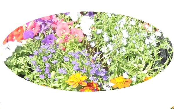 Blumen Beispiel C